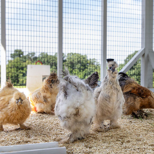 Cluck Yeah or Coop No? Are Chicken Coops Worth It?