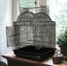 A & E Cage Co - Victorian Open Top Bird Cage, 25"x21" - Quill & Roost