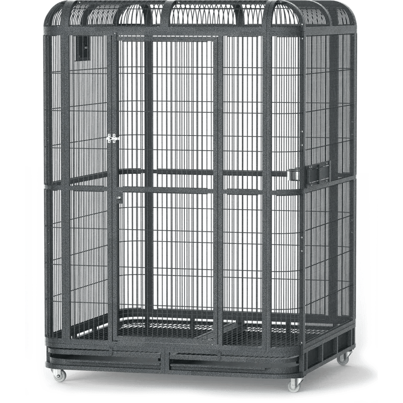 A & E Cage Co - Walk - in Indoor Parrot Aviary, 62'' x 62'' - Quill & Roost