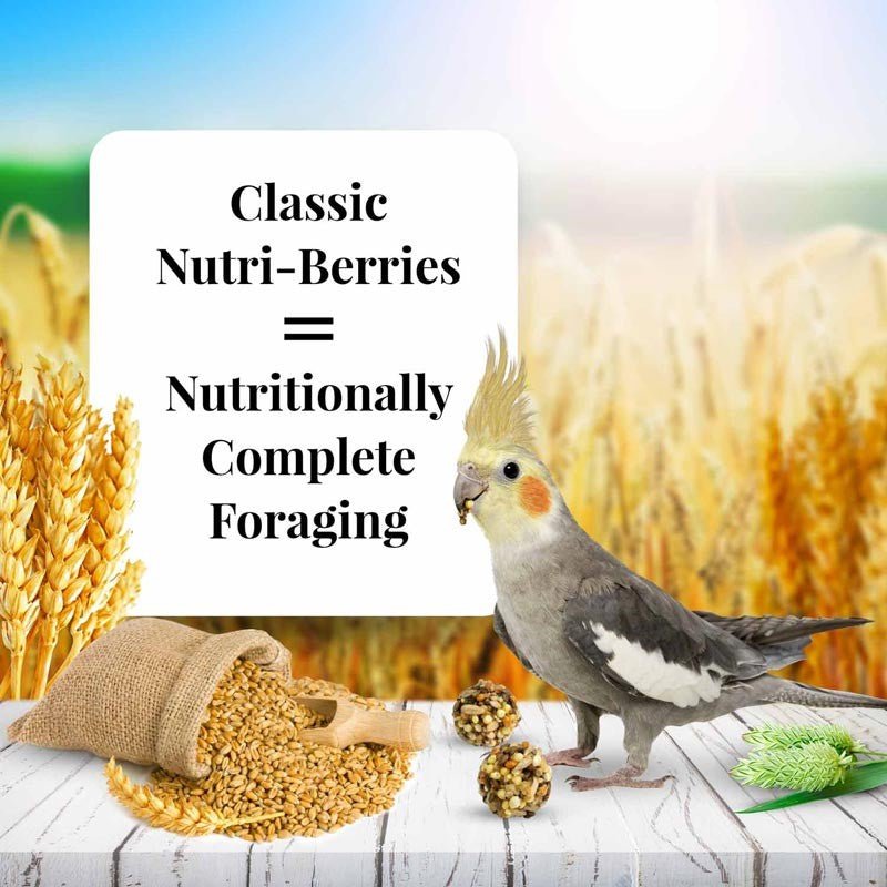 Lafeber Classic Nutri-Berries Cockatiel Food - 10 oz - Quill & Roost