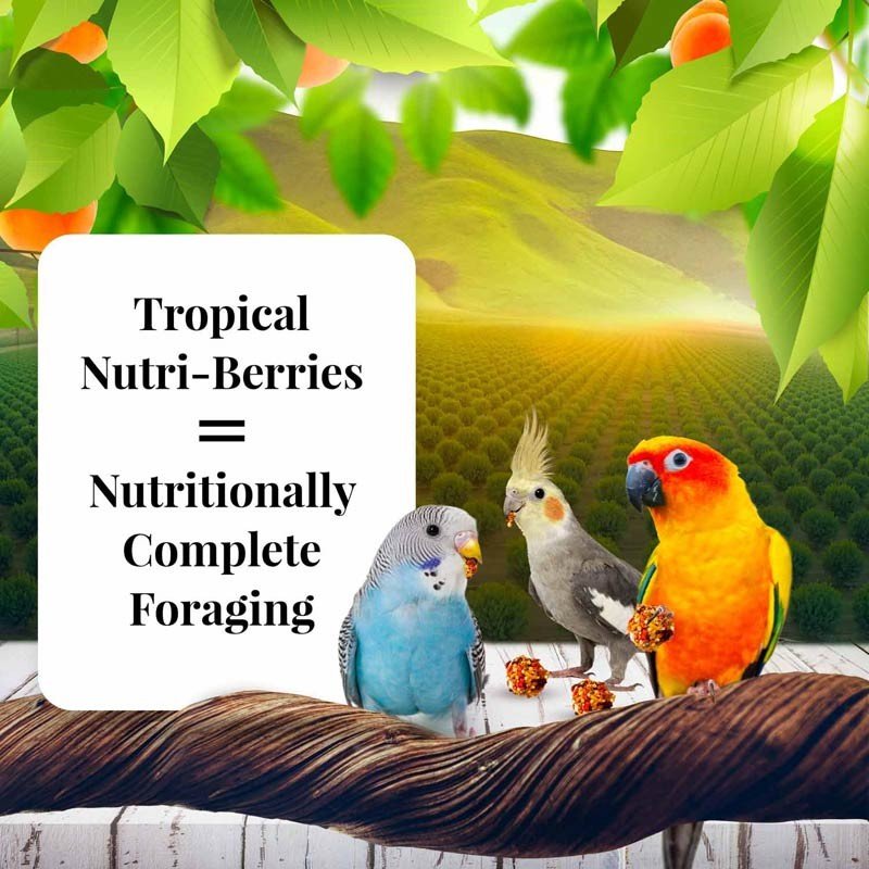 Lafeber Sunny Orchard Nutri-Berries Parakeet, Cockatiel & Conure Food - 10 oz - Quill & Roost