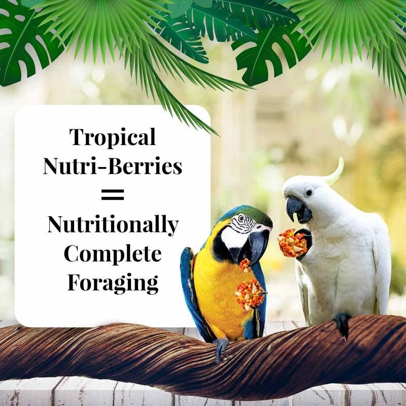 Lafeber Tropical Fruit Nutri-Berries Macaw & Cockatoo Food - 10 oz - Quill & Roost