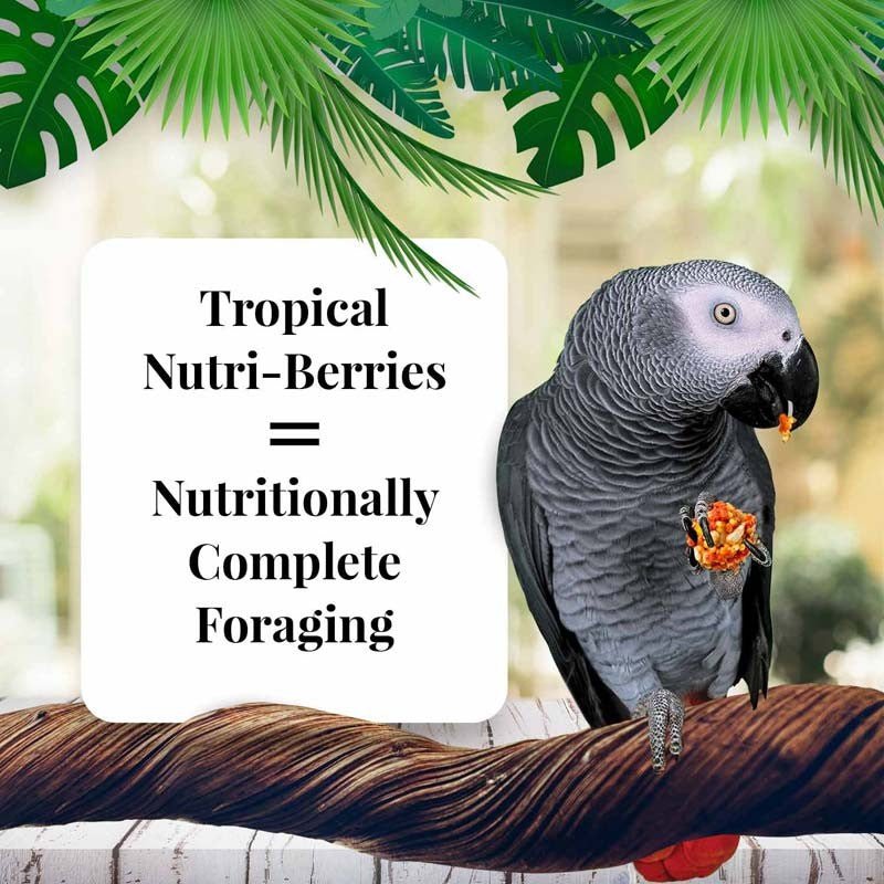 Lafeber Tropical Fruit Nutri-Berries Parrot Food - 10 oz - Quill & Roost